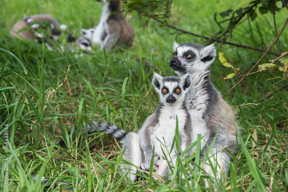 Young and adult ring tailed lemur