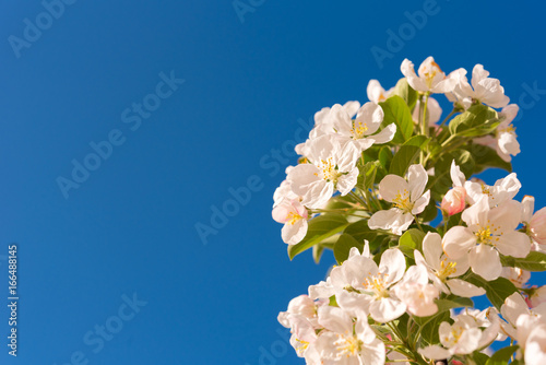 Apple blossom and sky. Close-up. Copy space. Isolated on blue background.