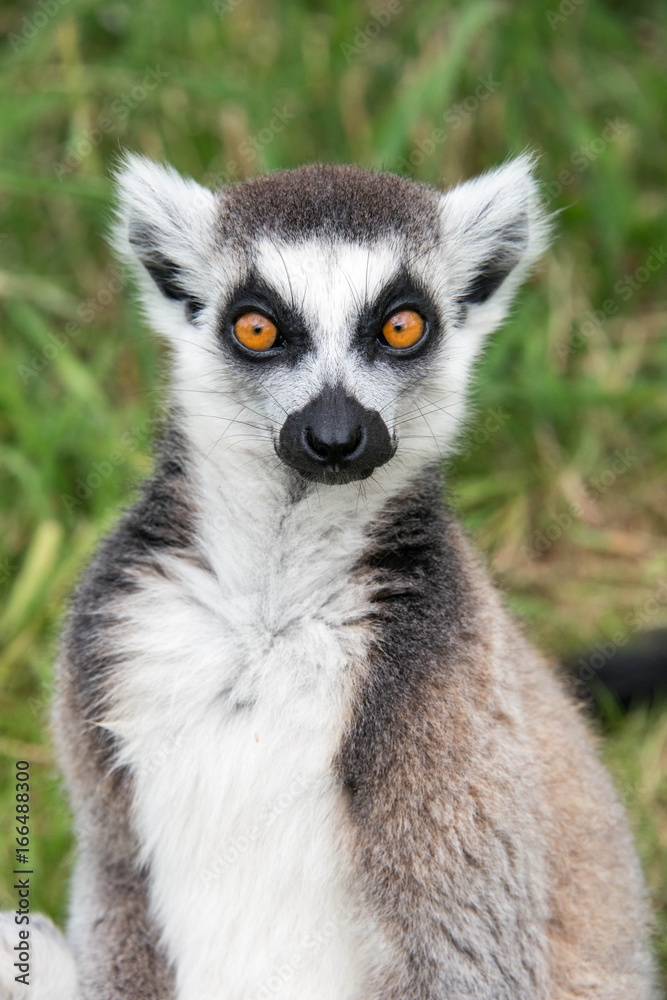 Ring tailed lemur Ring tailed lemur