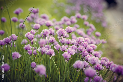 Chive flowers in a garden