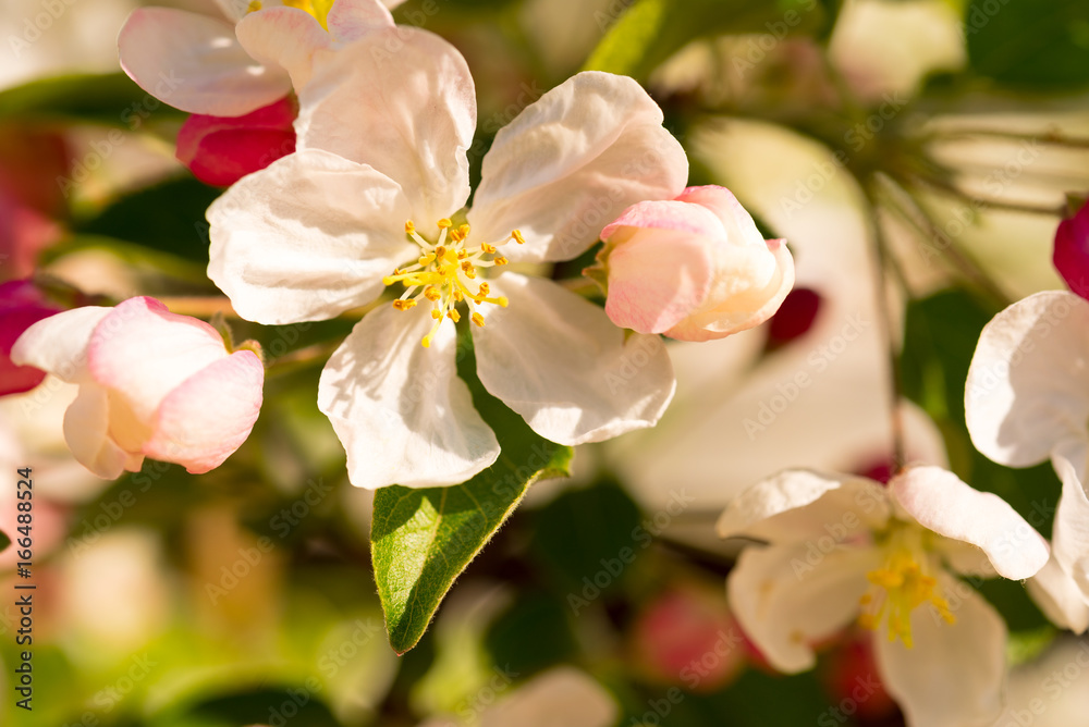 Obraz premium Spring blooming tree. Beautiful apple flowers on branch. Close-up.