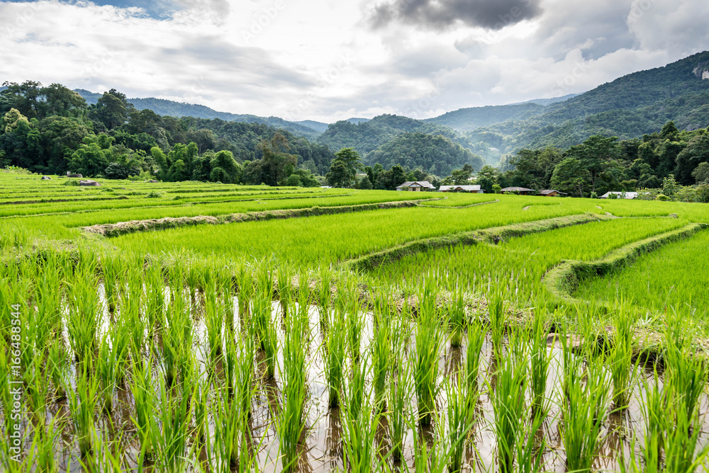 rice fields on terraced  , rice plantations , Chiangmai province , North of thailand