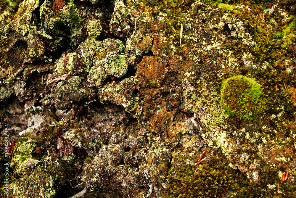 Obraz premium Eine verholzter Waldboden