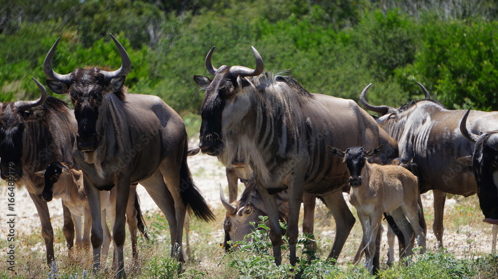 Wildebeest herd close up