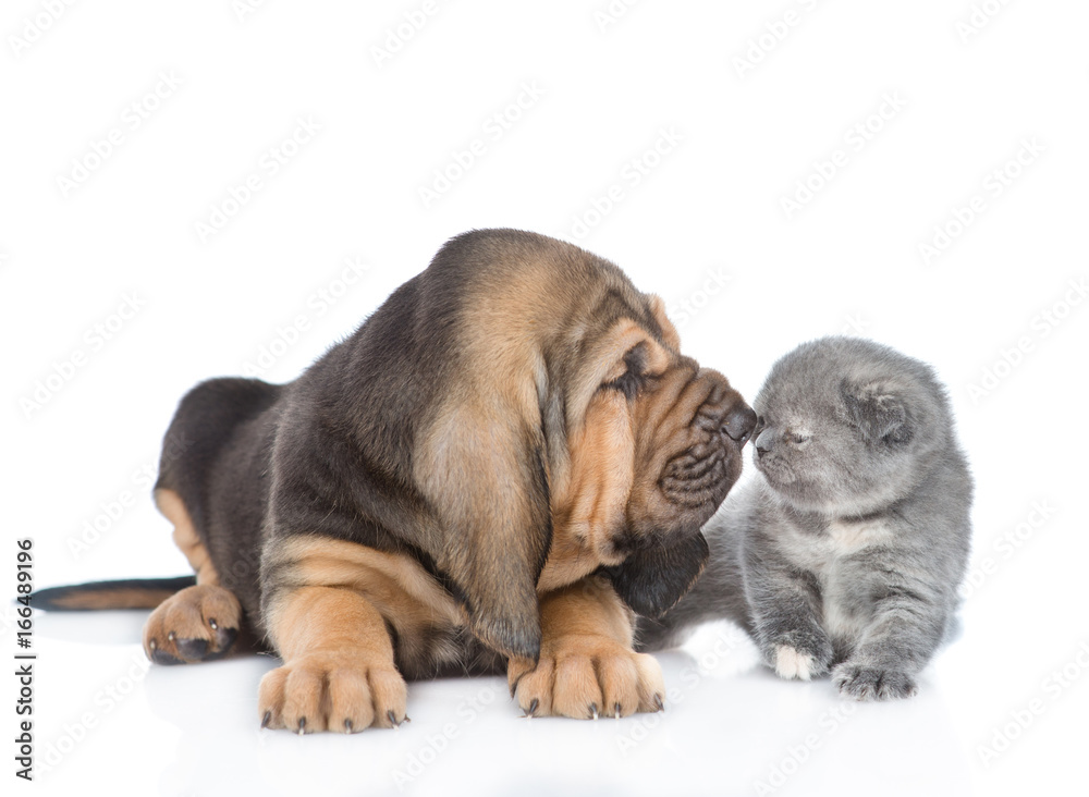 Bloodhound puppy sniffing a kitten. isolated on white background