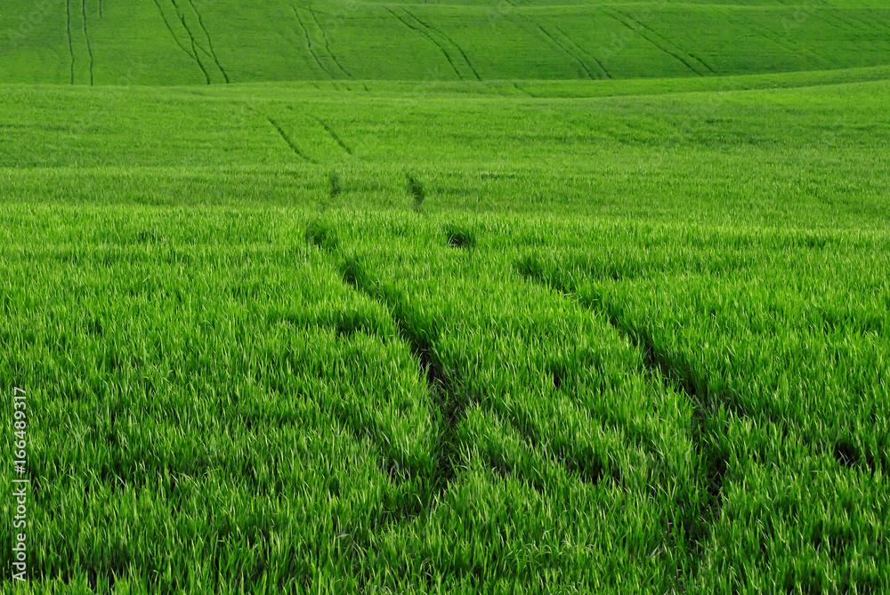 cultivated green lawn with for background cultivated green lawn with for background