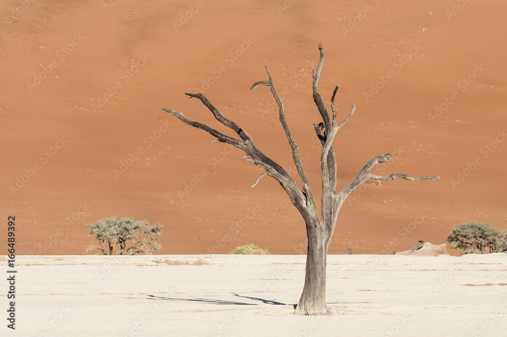 Dead acacia trees and dunes in the Namib desert / Dunes and dead acacia trees in the Namib desert, Dead Vlei, Sossusvlei, Namibia, Africa. Dead acacia trees and dunes in the Namib desert / Dunes and dead acacia trees in the Namib desert, Dead Vlei, Sossusvlei, Namibia, Africa.