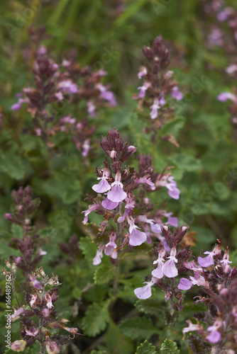 Teucrium chamaedrys photo