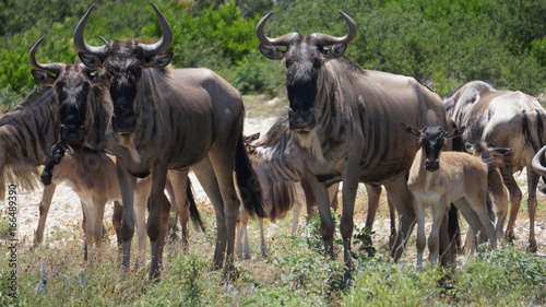 Fototapeta Naklejka Na Ścianę i Meble -  Wildebeest herd close up