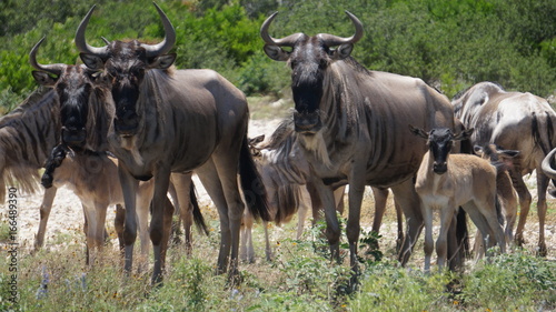 Canvas Print Wildebeest herd close up