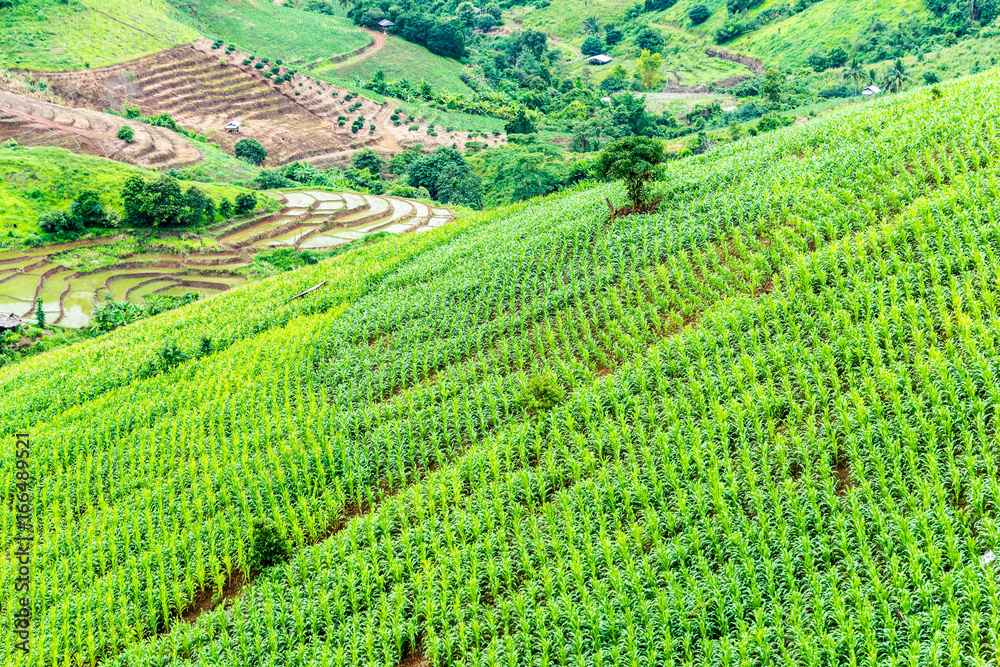 Corn farm on mountain , chiangmai province , north of thailand  , landscape