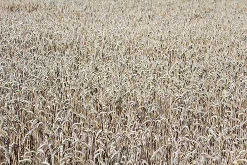 Wheat field texture in ochre colors, agriculture
