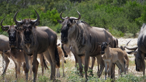 Wildebeest herd close up