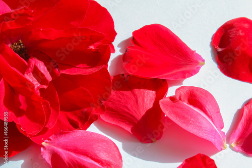 Red flower petals on white background  macro photo
