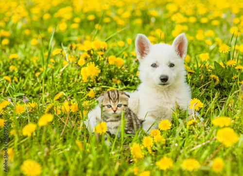 Portrait of a puppy and a kitten on a dandelion field