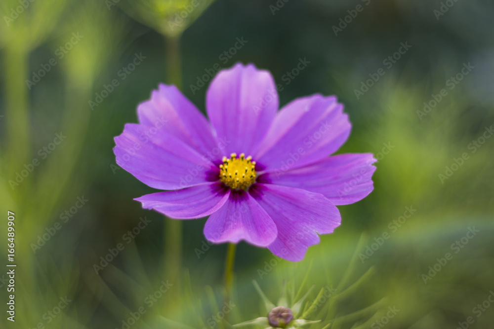 Violet flower