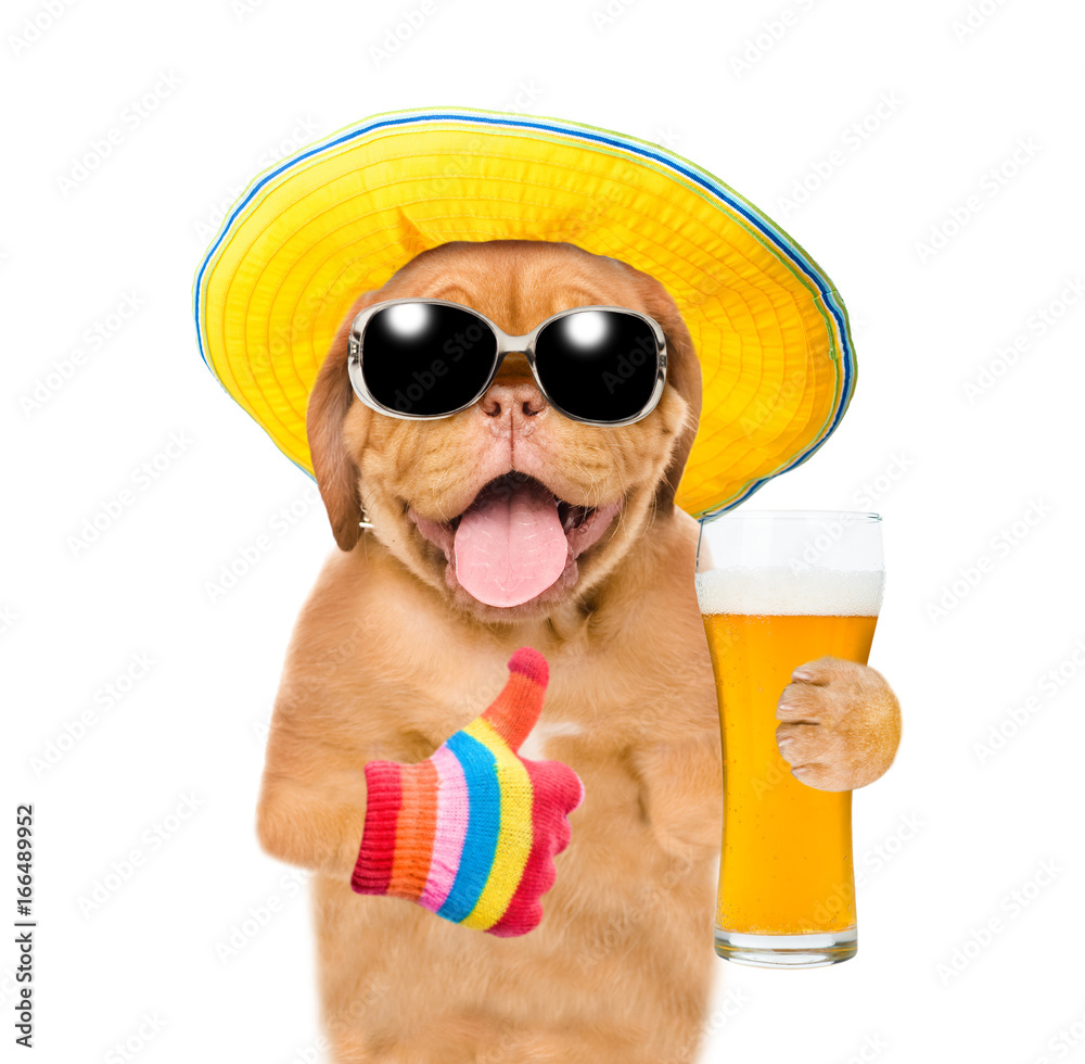 Naklejka premium Funny puppy in summer hat and with a glass of beer showing thumbs up. isolated on white background