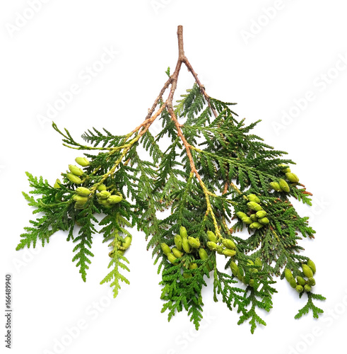 Branch of thuja with green cones