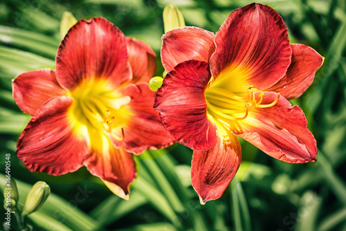 two red day lily flowers outdoor close up on a green leaves background