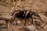 hairy tarantula 