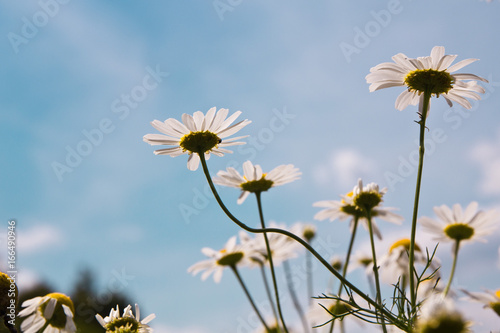 Kamille  Blumen  Tee  Sommer  im Feld  mit Himmel