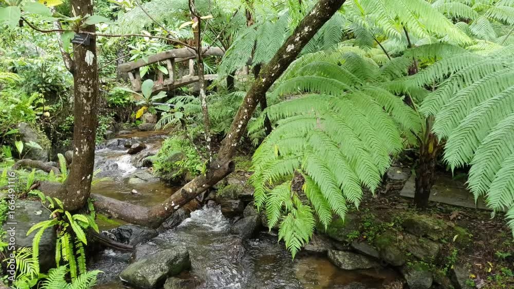 Fern and waterfall in a tropical forest in Thailand
Fern and waterfall in a tropical forest in Thailand