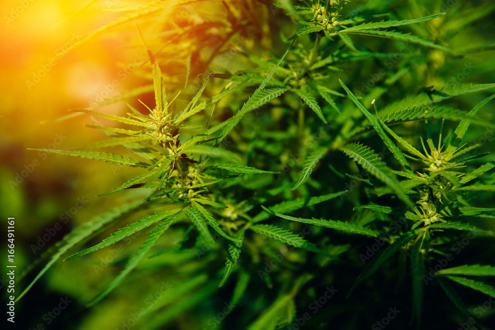 Bush Flowering herb hemp with seeds and flowers with a sun glint on a dark green background. Concept breeding of marijuana, cannabis, legalization. Bush Flowering herb hemp with seeds and flowers with a sun glint on a dark green background. Concept breeding of marijuana, cannabis, legalization.
