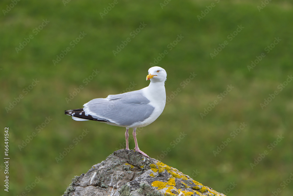 Gull standing on the rock in Ireland, funny head in front
Gull standing on the rock in Ireland, funny head in front
