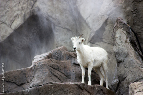 Mountain Goat in Zoo
