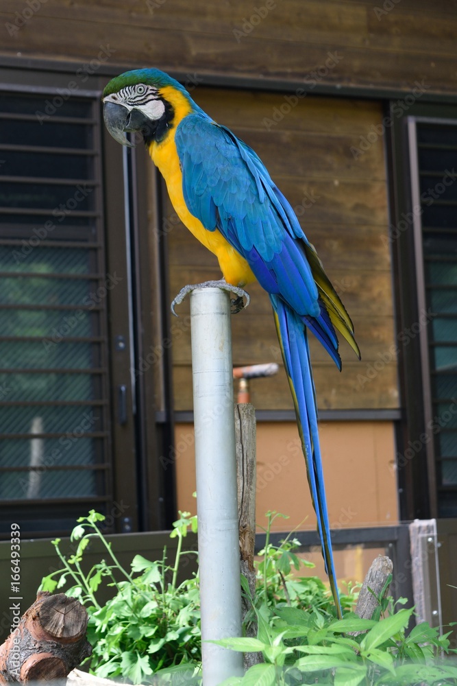 尾長鳥 ルリコンゴウインコ Ara Ararauna Stock 写真 Adobe Stock