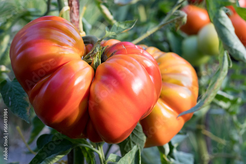 Canvastavla Zapotec pleated heirloom tomatos growing in the garden