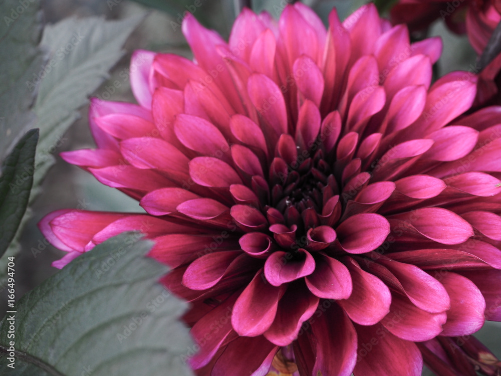Blooming dahlias. The varietal flowers. Peonies in the autumn garden.
Blooming dahlias. The varietal flowers. Peonies in the autumn garden.