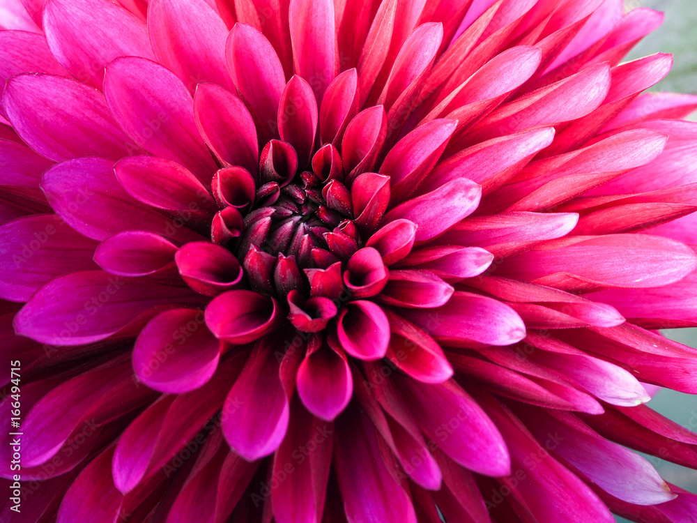 Blooming dahlias. The varietal flowers. Peonies in the autumn garden.
Blooming dahlias. The varietal flowers. Peonies in the autumn garden.