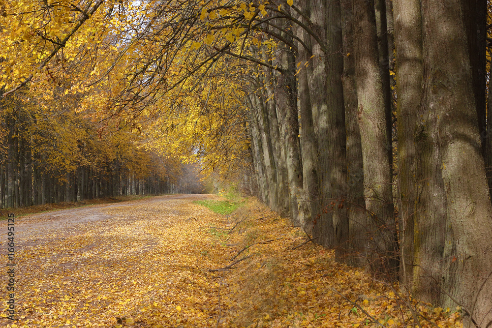 Fototapeta premium Autumn road strewned with yellow leaves