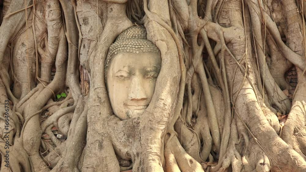 Head of sandstone buddha in tree roots at Wat Mahathat in Ayutthaya, Thailand Head of sandstone buddha in tree roots at Wat Mahathat in Ayutthaya, Thailand