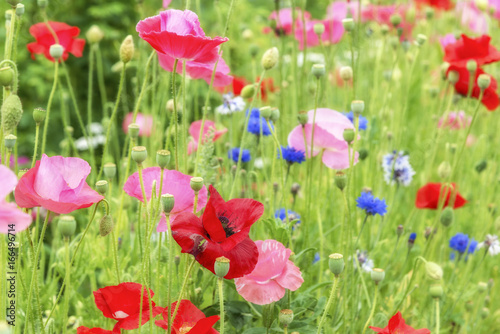 Different poppies flowers in the summer garden