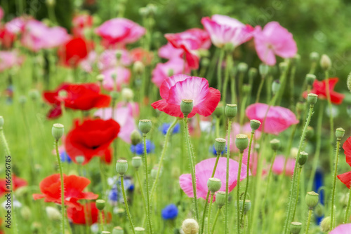 Red and pink poppies, close-up