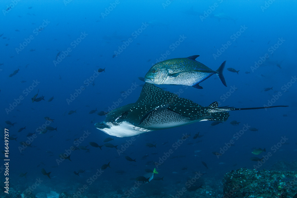 Spotted Eagle Ray and Bluefin Trevally