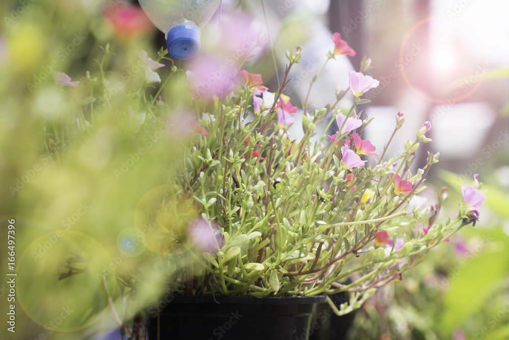 Portulaca oleracea, common purslane, also known as verdolaga, pigweed