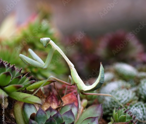 Indische Riesengottesanbeterin (Hierodula membranacea) photo