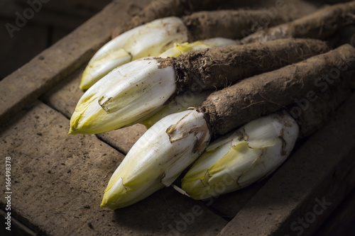 Freshly harvested Belgian endives with root