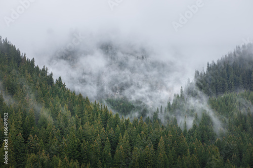 Fog in the forest on the mountain