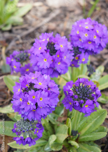 Primula denticulata lilac flowers with green vertical