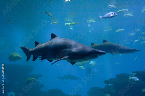 Dangerous sharks and fishes in an aquarium. © Elena Noeva