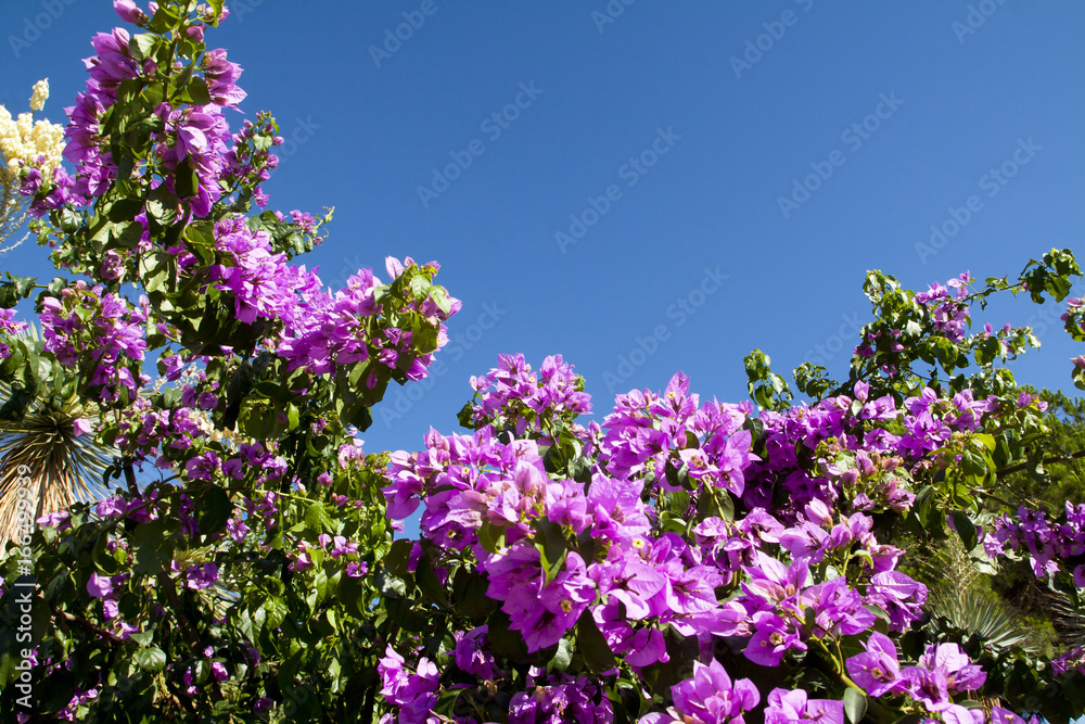 Wonderful pink flowers on bush at blue sky background.