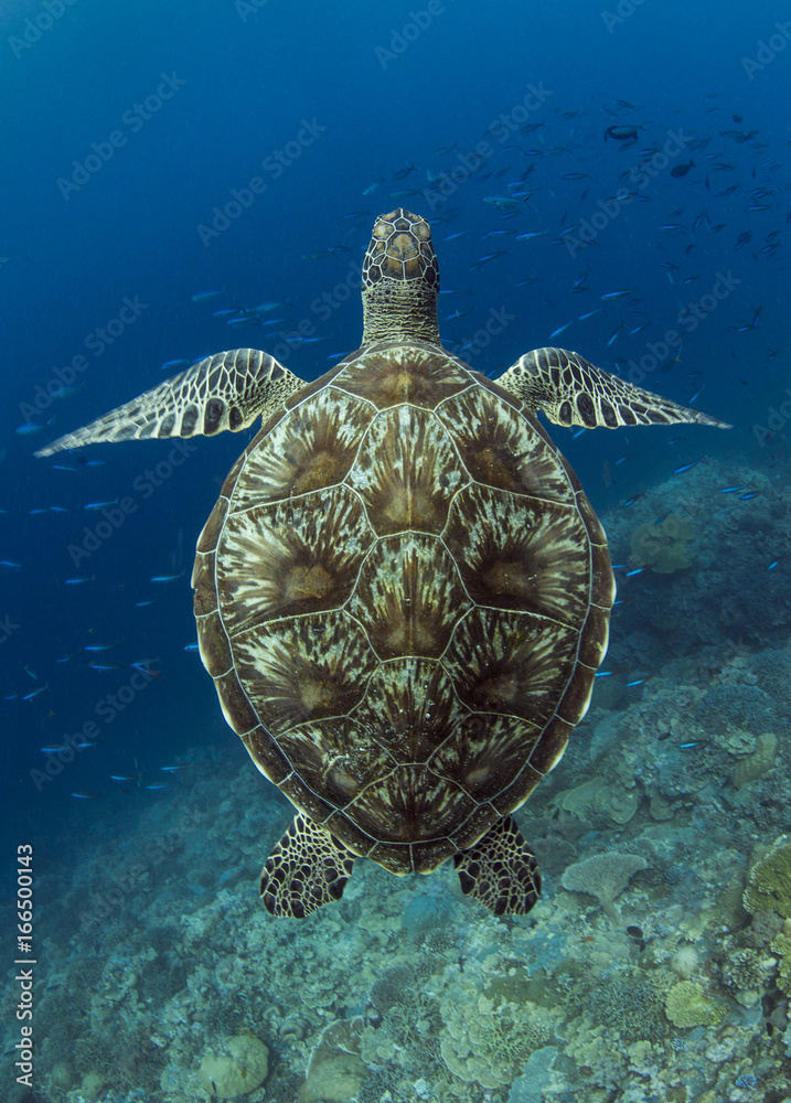 Fotografía Green Sea Turtle