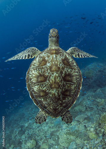Green Sea Turtle