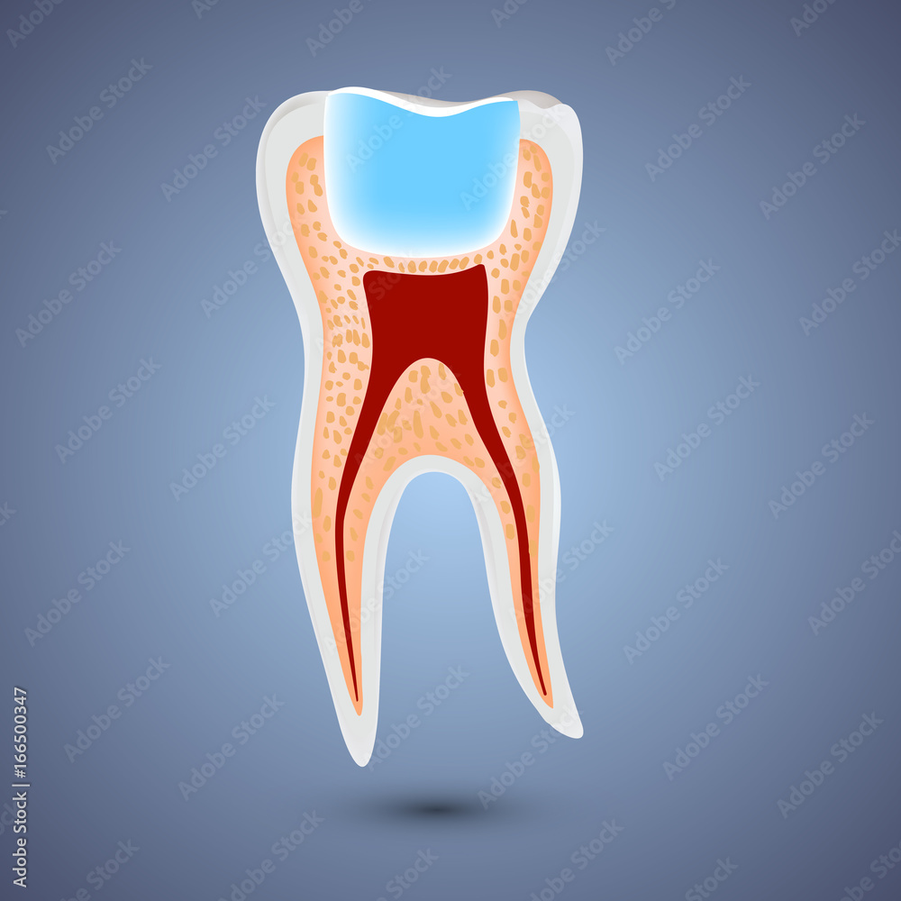 Realistic teeth anatomy illustration. Realistic teeth anatomy illustration.