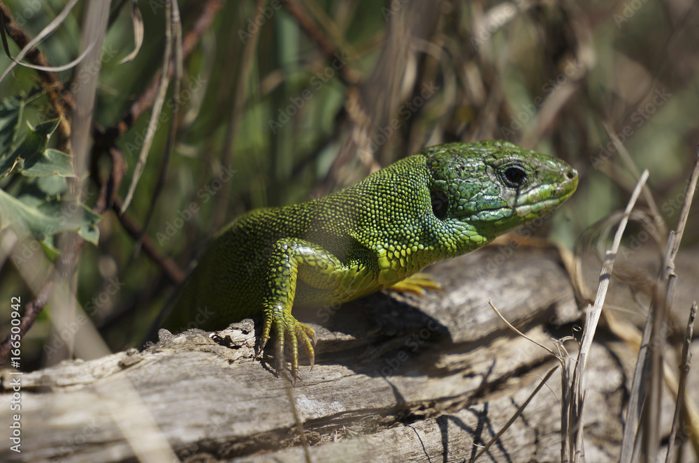 Fototapeta premium Green lizard
