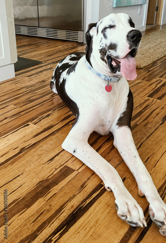Handsome harlequin great dane dog laying on bamboo hardwood floors with his tongue out and eyes closed